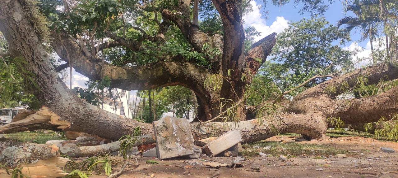 Foto 12 de 13 — Cai parte do Timburi, árvore histórica de Boa Esperança do Sul